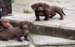 Dachshund dogs for sale: Min dachshund x teckel ( standered dachshund) - Image 2