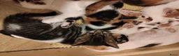Mixed Breed cats for sale: Beautiful kittens looking for forever homes  - Advert 19