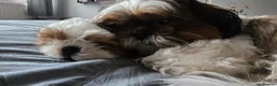 Shih Tzu dogs for sale: Shih Tzu Puppy for Sale - Advert 10