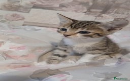 Mixed Breed cats for sale: kittens  - Image 3