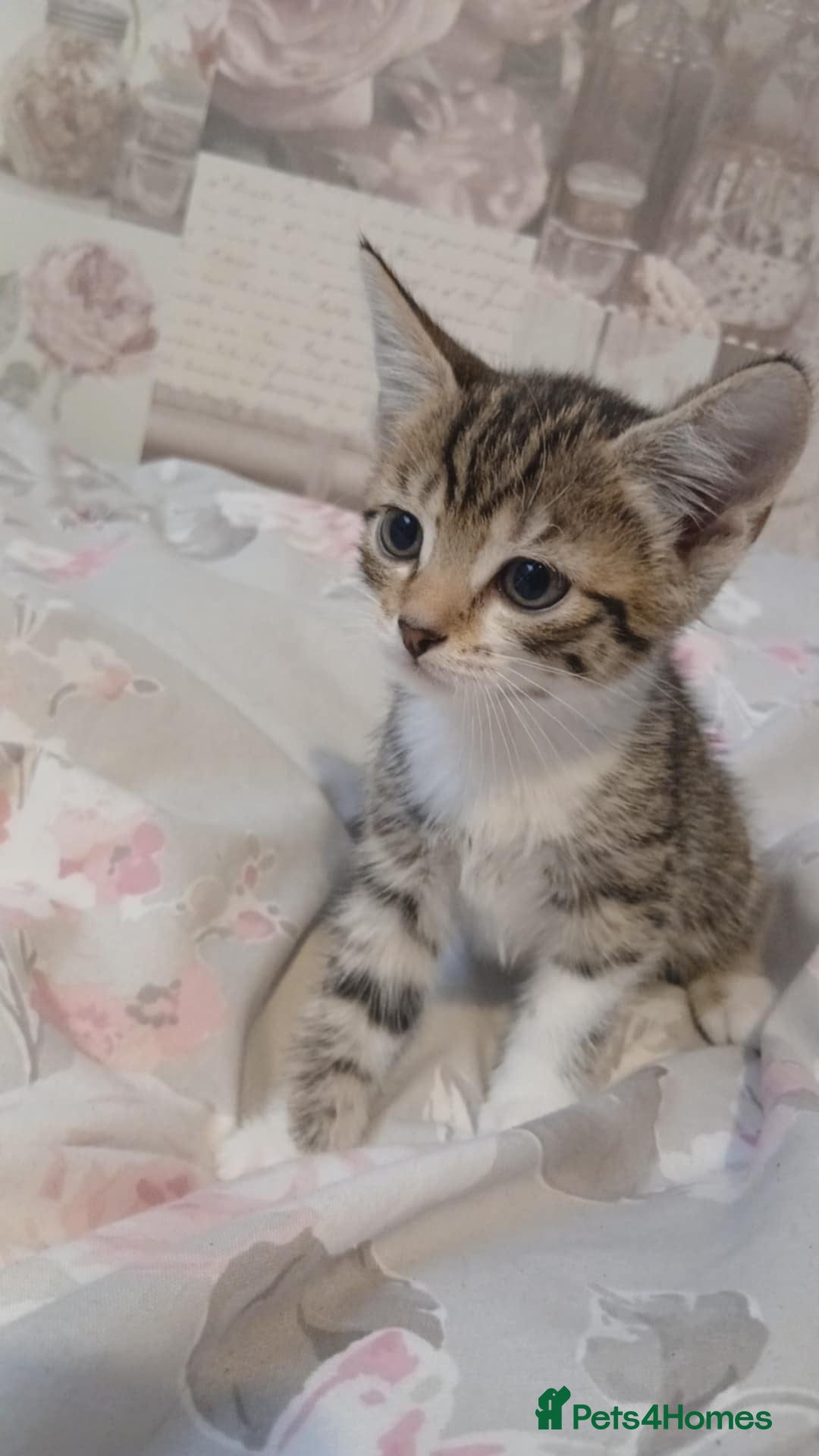 Mixed Breed cats for sale: kittens  - Image 3