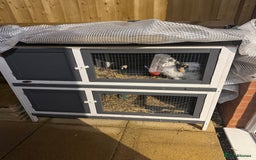 Mini Lop rabbits for sale: Mabel  - Image 1