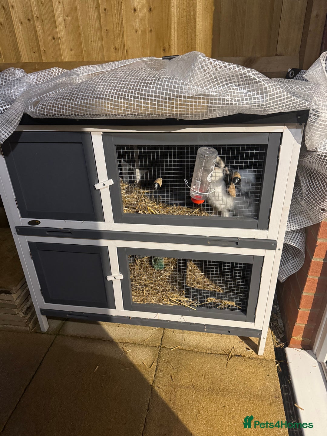 Mini Lop rabbits for sale: Mabel  - Image 1