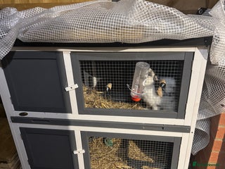 Mini Lop rabbits - Advert 1