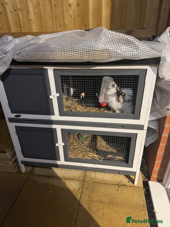 Mini Lop rabbits - Advert 1