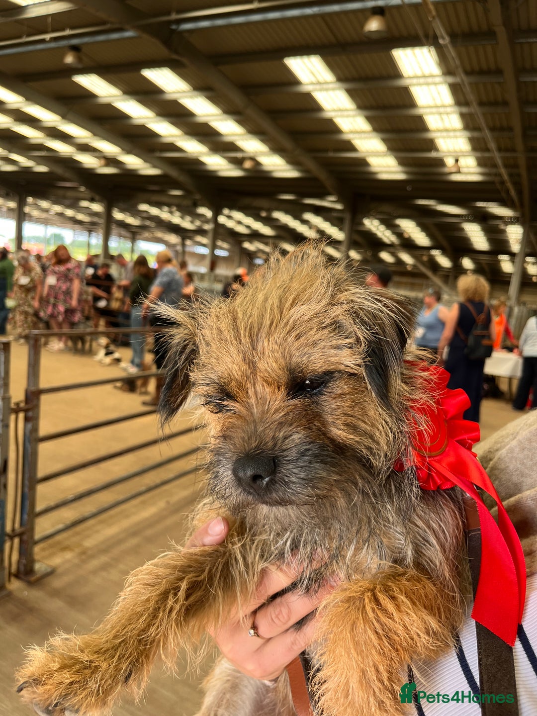 Border Terrier dogs for sale: Beautiful KC registered Border Terrier boys  - Advert 8