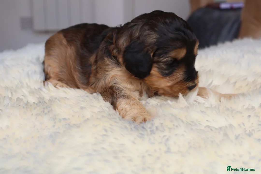 Cockapoo dogs for sale: ELITE COCKAPOOS HAVE 2 F1 COCKAPOO PUPS AVAILABLE - Advert 2