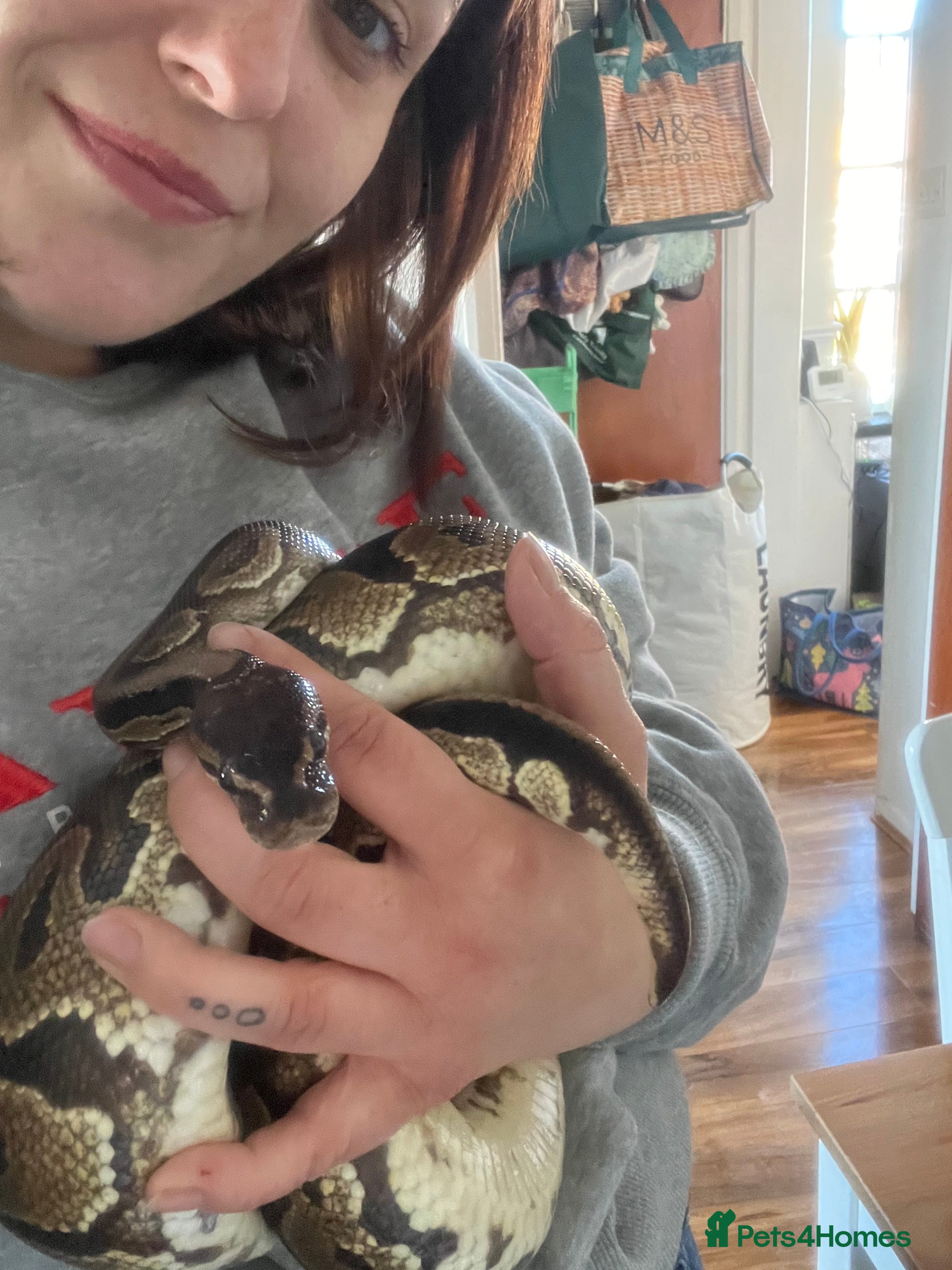 Python Snake reptiles Looking for a new home  - Advert 1