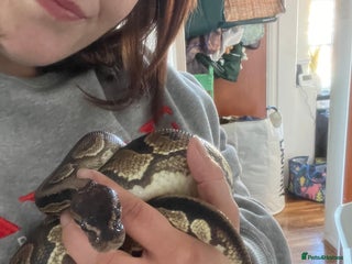 Python Snake reptiles Looking for a new home - Advert 1