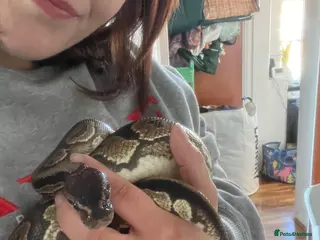 Python Snake reptiles Reserved - - Advert 6