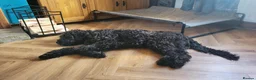 Mixed Breed dogs for adoption: ARTIE  - Advert 6