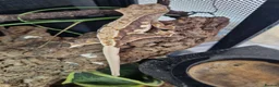Gecko reptiles for sale: Crested Gecko - collection only - Advert 3