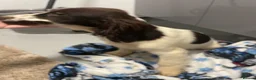 Cocker Spaniel dogs for sale:  Beautiful cocker spaniels  - Advert 9