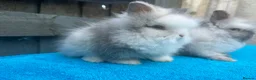 Lionhead rabbits for sale: 2 adorable double mane lionhead baby bunnies  - Advert 8