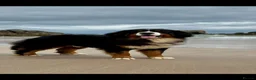 Bernese Mountain Dog dogs for stud: Gorgeous Bernese stud Maui - Advert 9