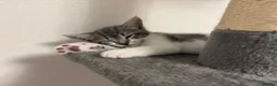 Mixed Breed cats for sale: Europian shorthair domestic kittens for sale Luton - Advert 9