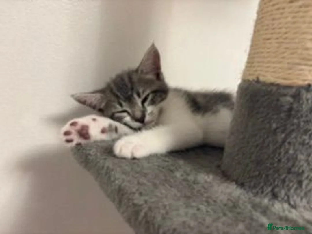 Mixed Breed cats for sale: Europian shorthair domestic kittens for sale Luton - Advert 9
