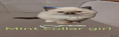 Mint collar 