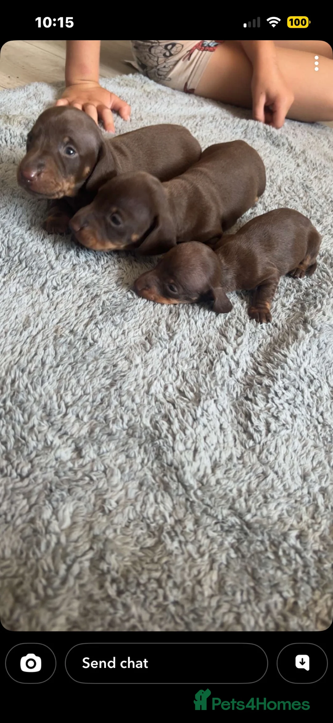 Miniature Dachshund dogs for sale: Miniature dachshund  - Advert 8