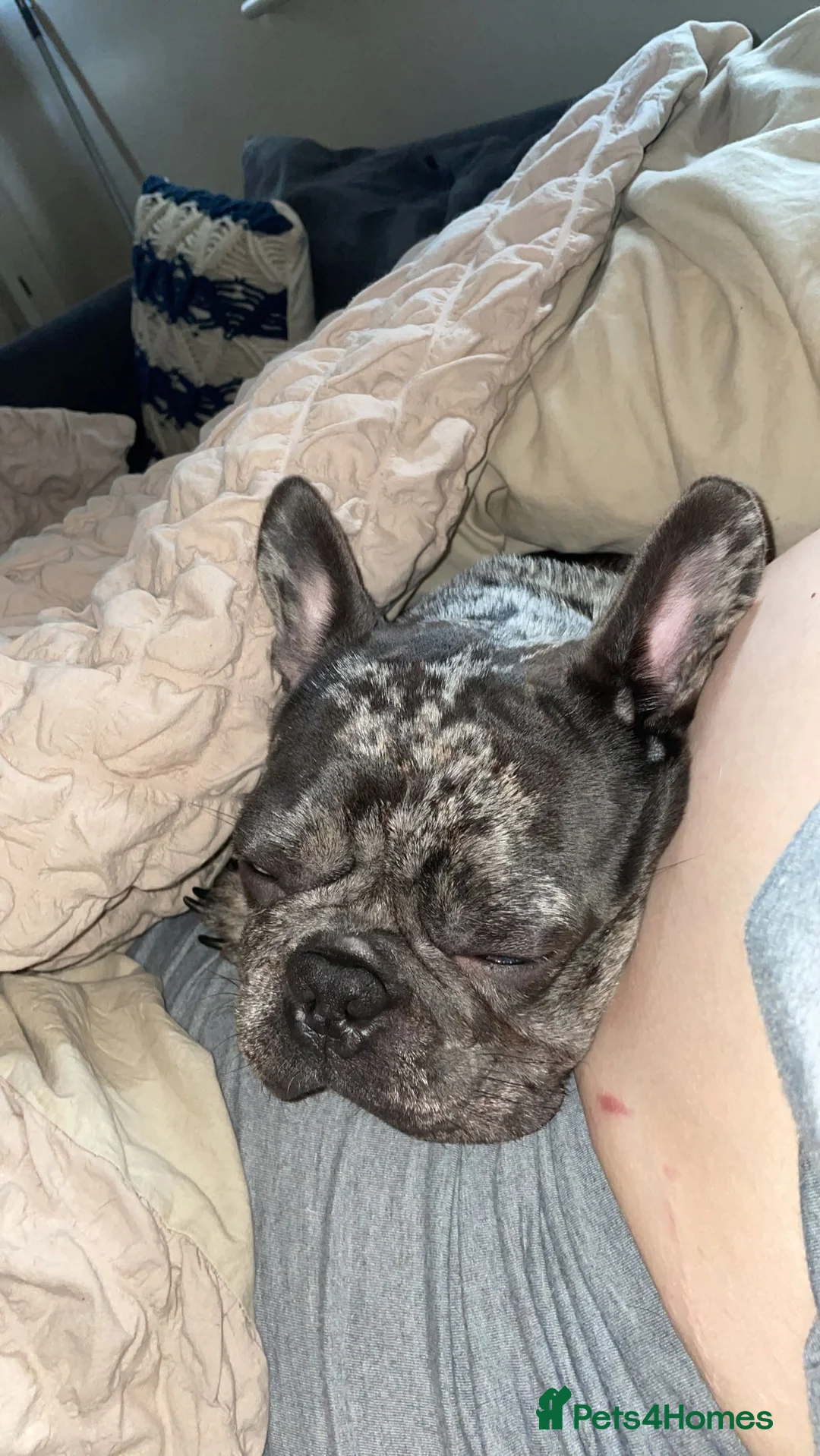 French Bulldog dogs for sale: Elvis the frenchie  - Advert 4