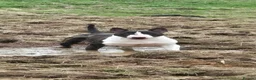 English Bull Terrier dogs for sale: BEAUTIFUL English BULL TERRIER PUPS  - Advert 11