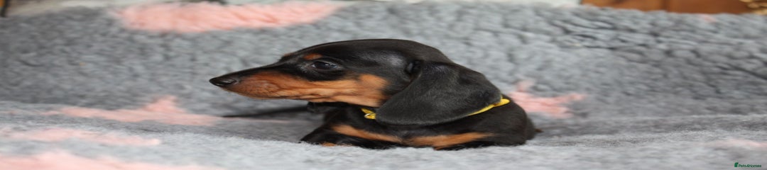 Dachshund Puppy 5
