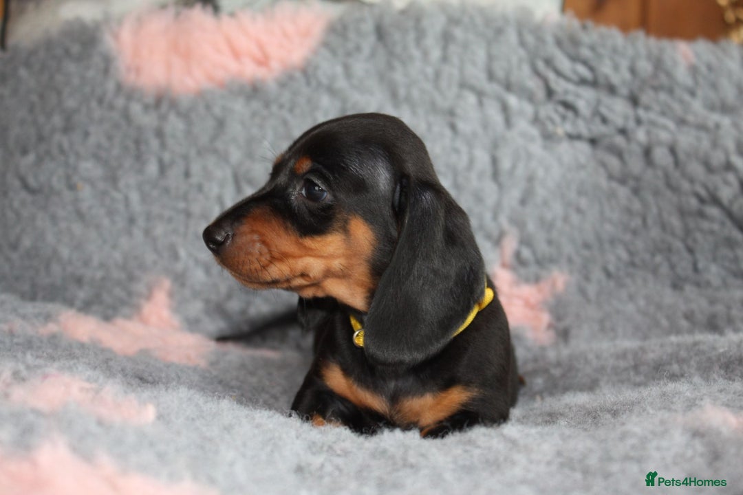 Dachshund dogs for sale: Dachshunds  - Image 6
