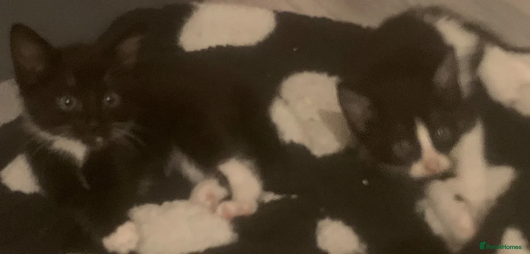 Mixed Breed cats for sale: Kittens for sale  in Rowley Regis - Advert 9