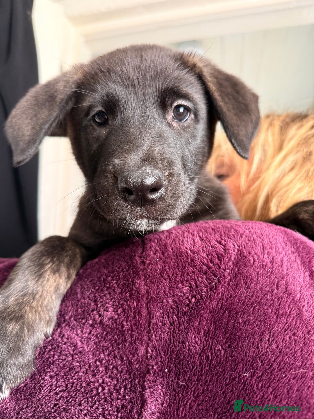 Mixed Breed dogs for sale: Labrakita - Image 2