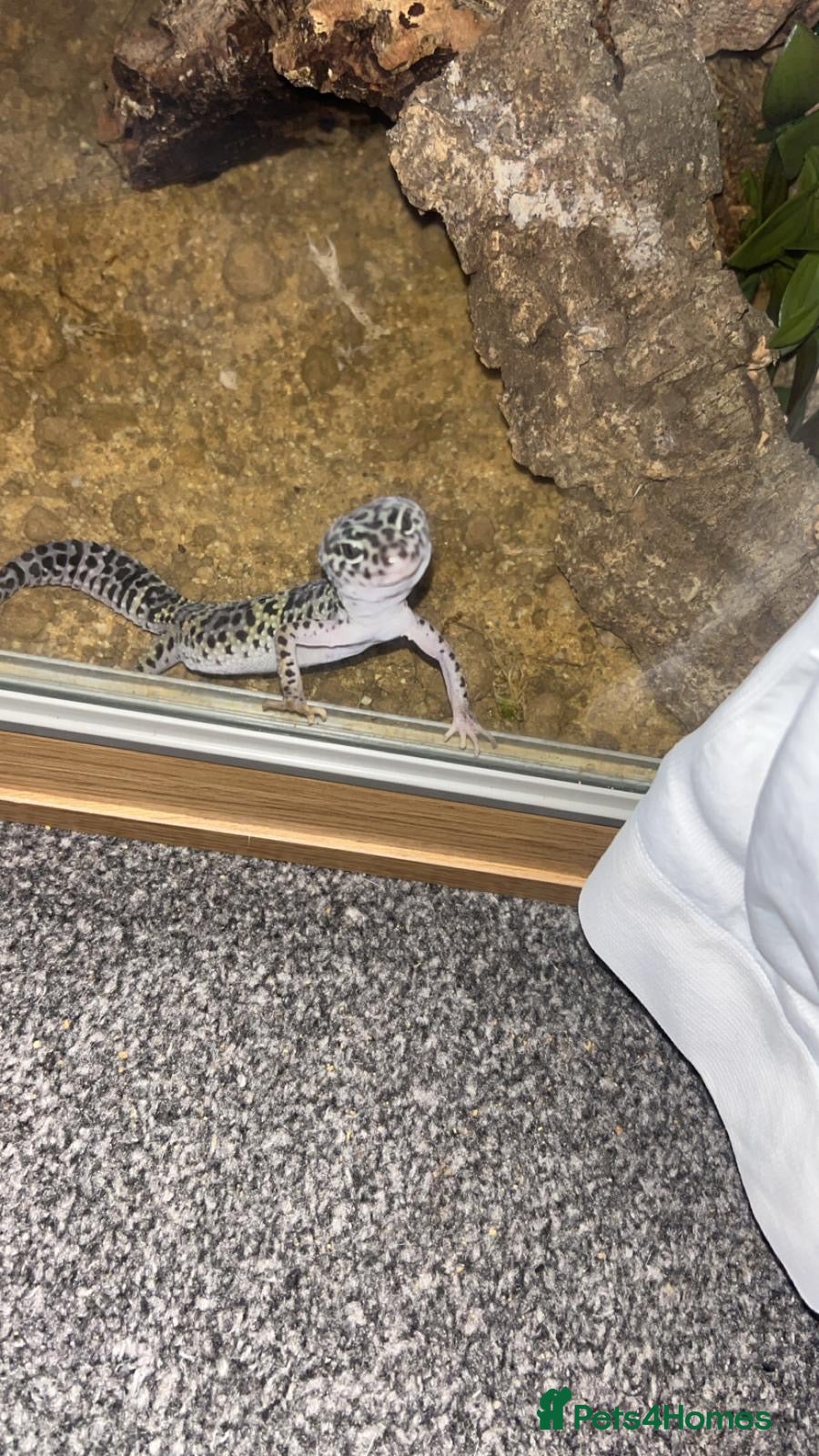 Leopard Gecko reptiles Full set up with Female Mack snow leopard gecko - Advert 2