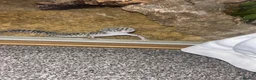 Leopard Gecko reptiles for sale: Full set up with Female Mack snow leopard gecko - Advert 2
