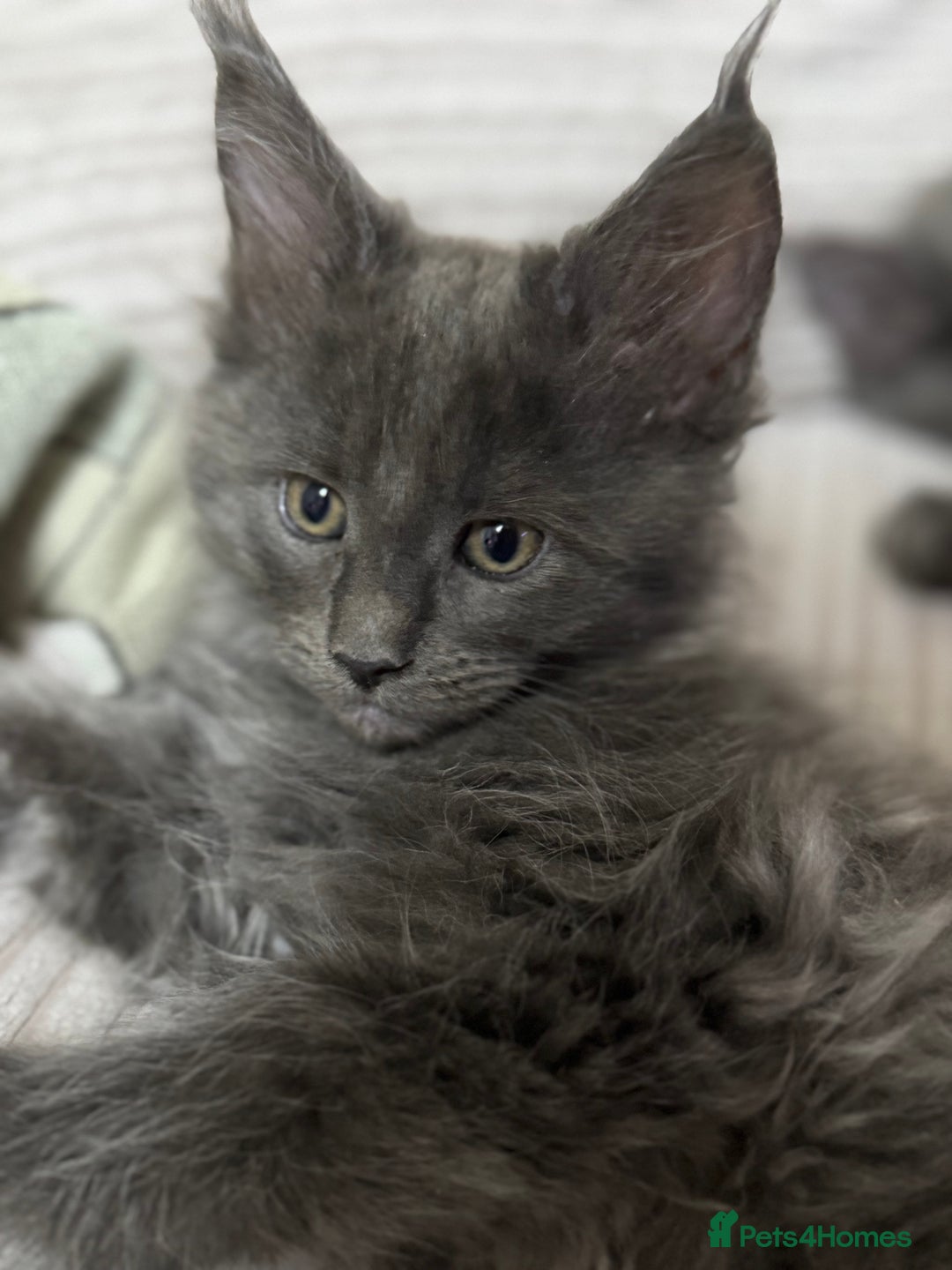Maine Coon cats for sale: Adorable pure breed Maine coon Kittens’s for sale - Advert 16