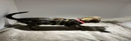 Bengal cats for sale: Tica Registered Pedigree Bengal kittens in Leeds - Advert 6