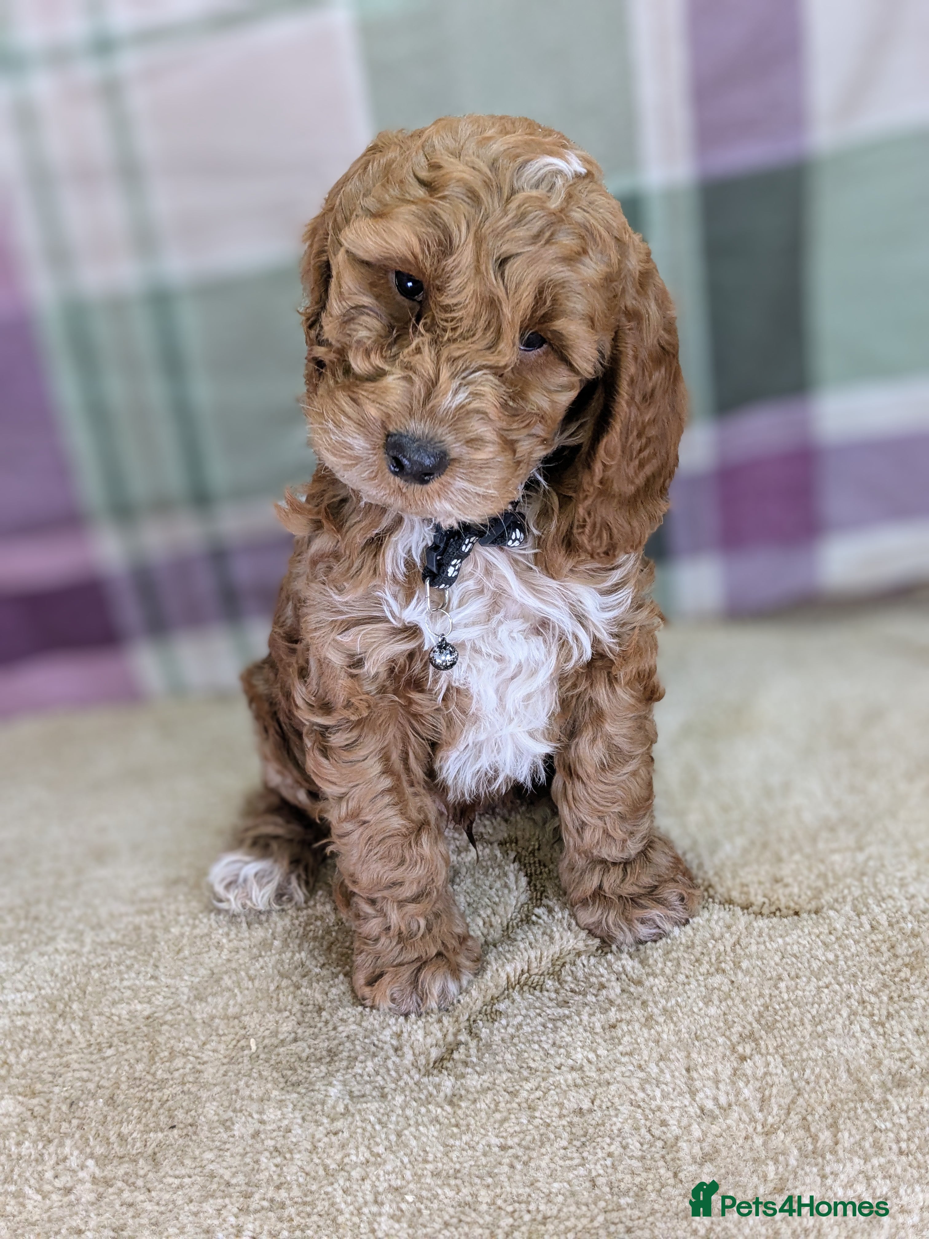 Cockapoo dogs Your Next Furry Family Member Awaits!  - Advert 18