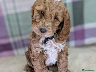 Cockapoo dogs Your Next Furry Family Member Awaits! - Advert 18