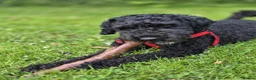 Poodle dogs for stud: Kenzuo Midnight - Ozzy in Southampton - Advert 22