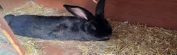 Continental Giant rabbits for sale: Jack, Audrey, Seamus  in Chippenham - Advert 2