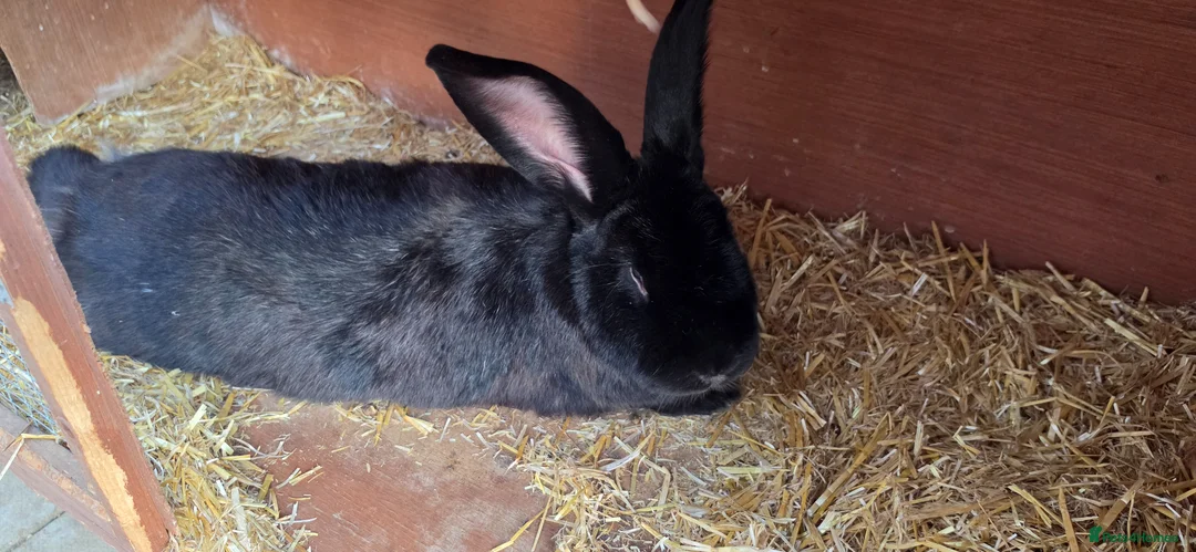 Continental Giant rabbits for sale: Jack, Audrey, Seamus  in Chippenham - Advert 2