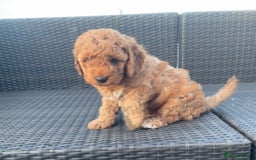 Mixed Breed dogs for sale: Out standing Labradoodle from a loving home  - Image 8