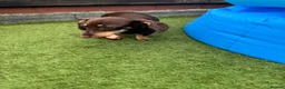 Miniature Dachshund dogs for sale: 7 months old female - Advert 5