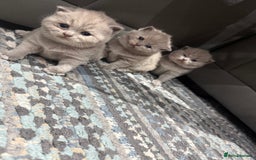 British Shorthair cats for sale: Champions bloodline British Shorthair Kittens! 🐾  - Image 16