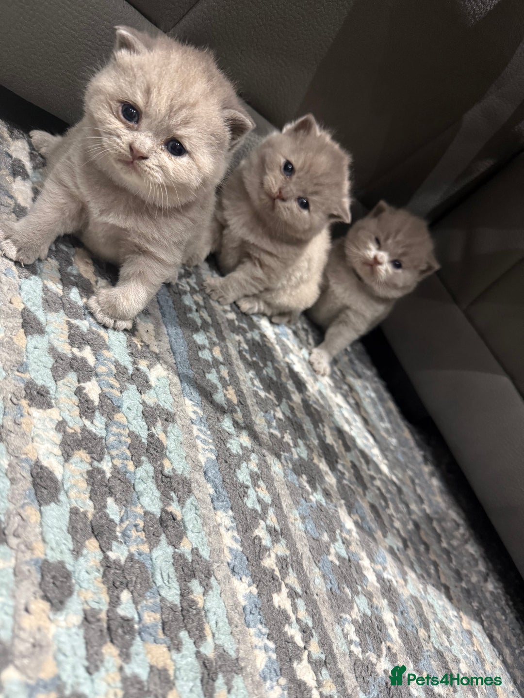 British Shorthair cats for sale: Champions bloodline British Shorthair Kittens! 🐾  - Image 16