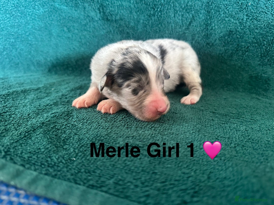 Australian Shepherd dogs for sale: Beautiful Australian Shepherds  - Image 9