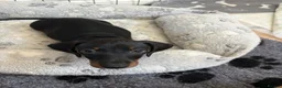 Miniature Dachshund dogs for sale: Black and tan miniature dachshund puppies   - Advert 17