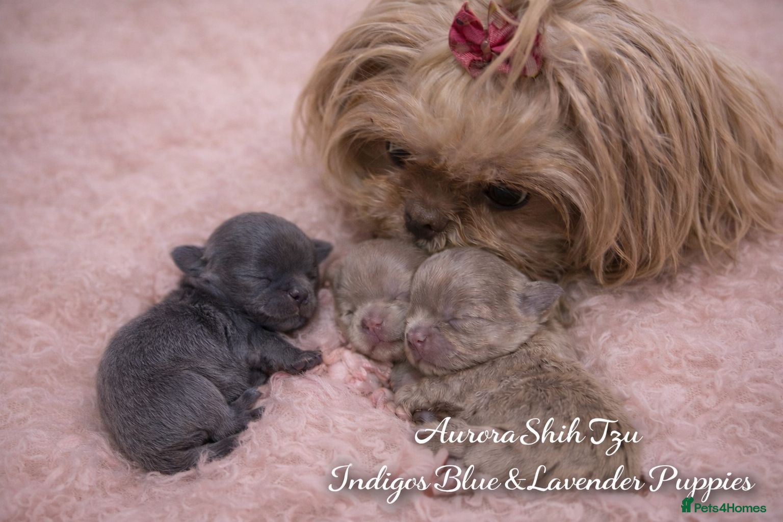 Shih Tzu dogs Outstanding Kennel Club Registered Dilute Litter - Advert 13