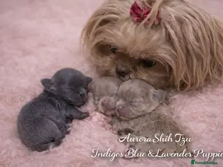 Shih Tzu dogs Outstanding Kennel Club Registered Dilute Litter - Advert 13