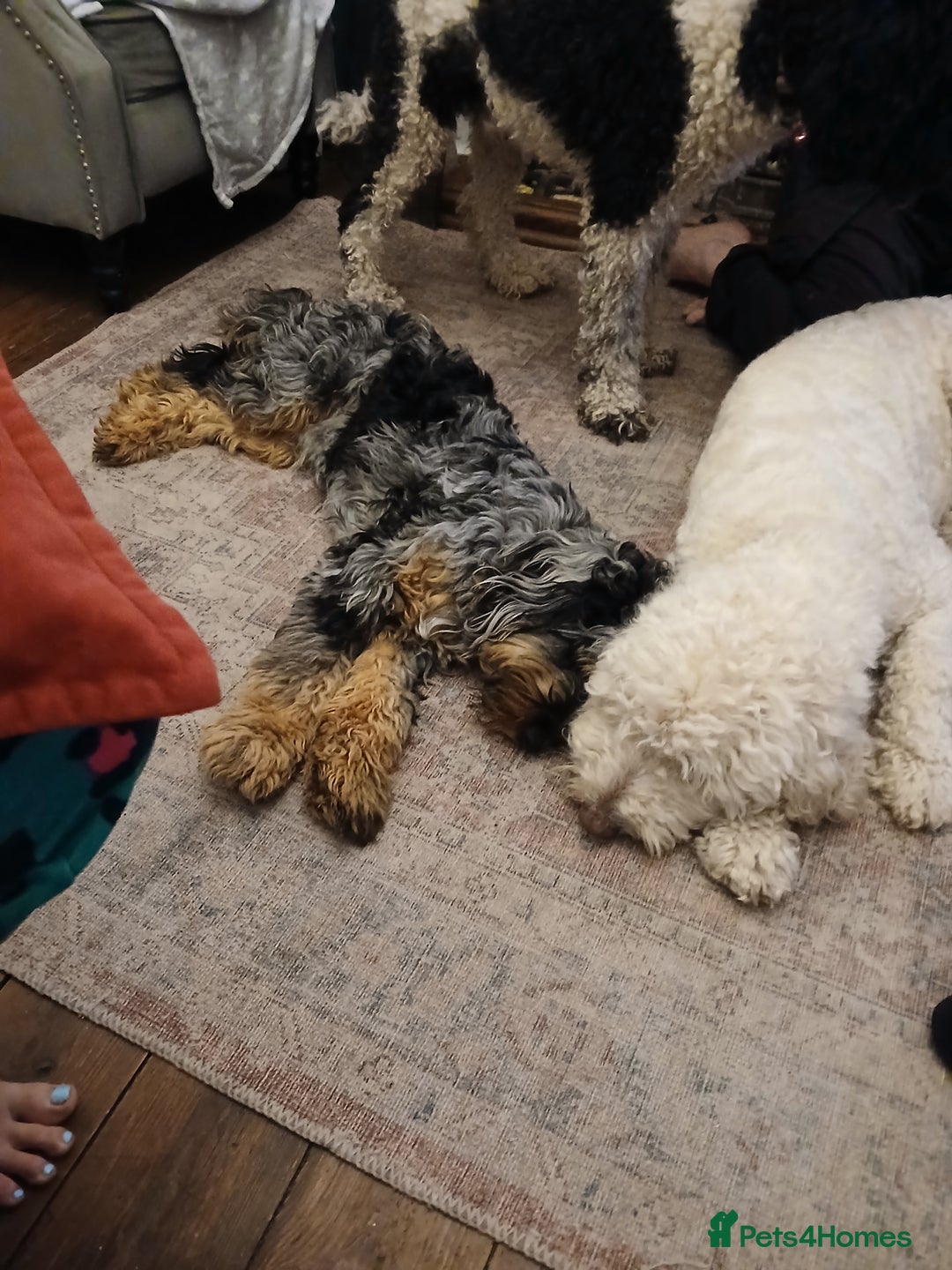 Mixed Breed dogs for sale: 3 beautiful cocker doodles - Advert 10