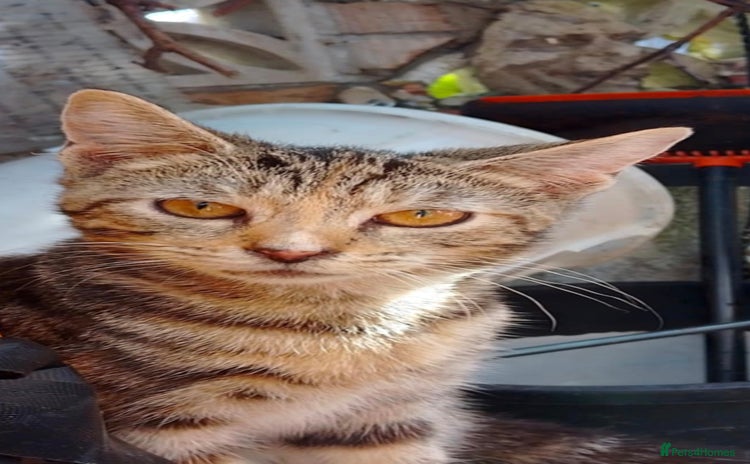 American Shorthair cats - Advert 1