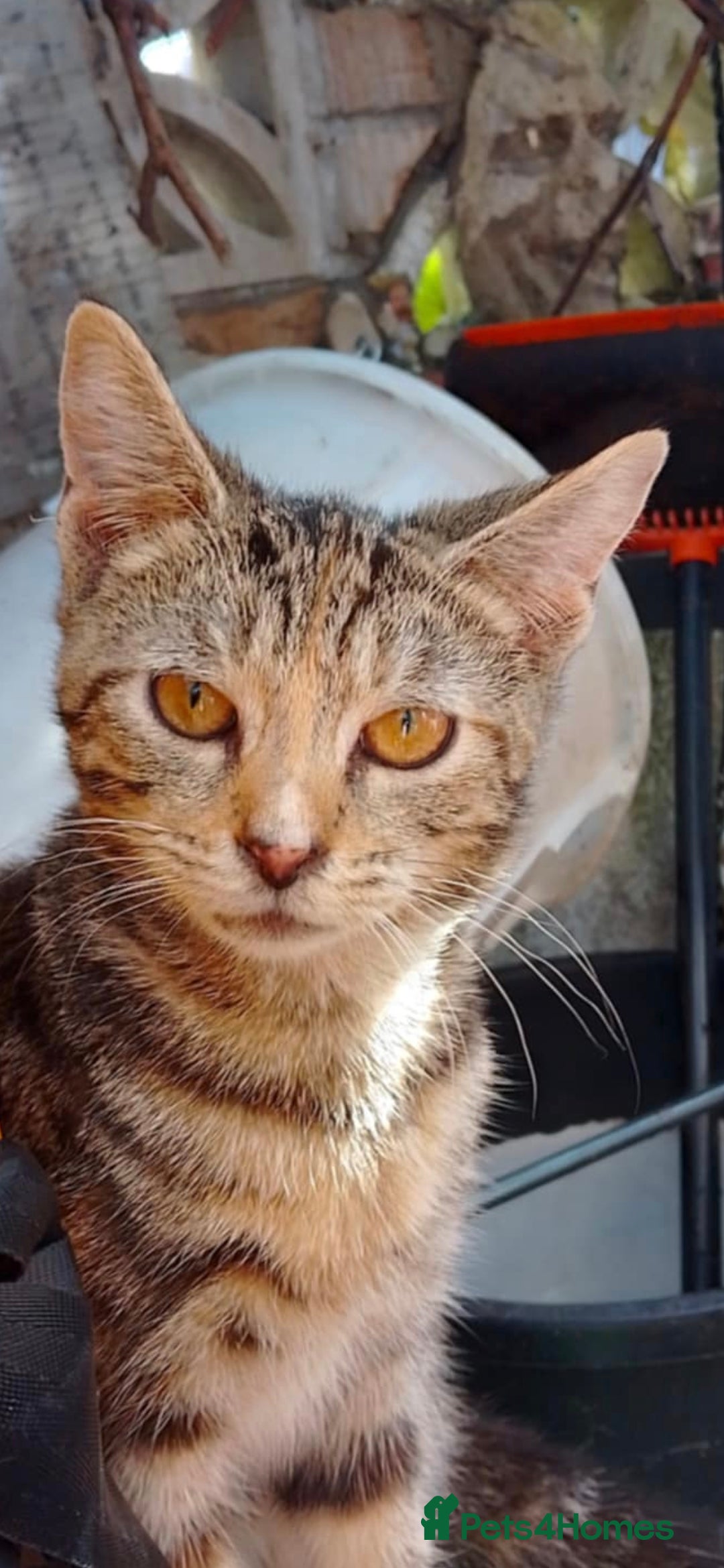 American Shorthair cats for sale: Cats for sale Maycoon Cross Bread - Image 1