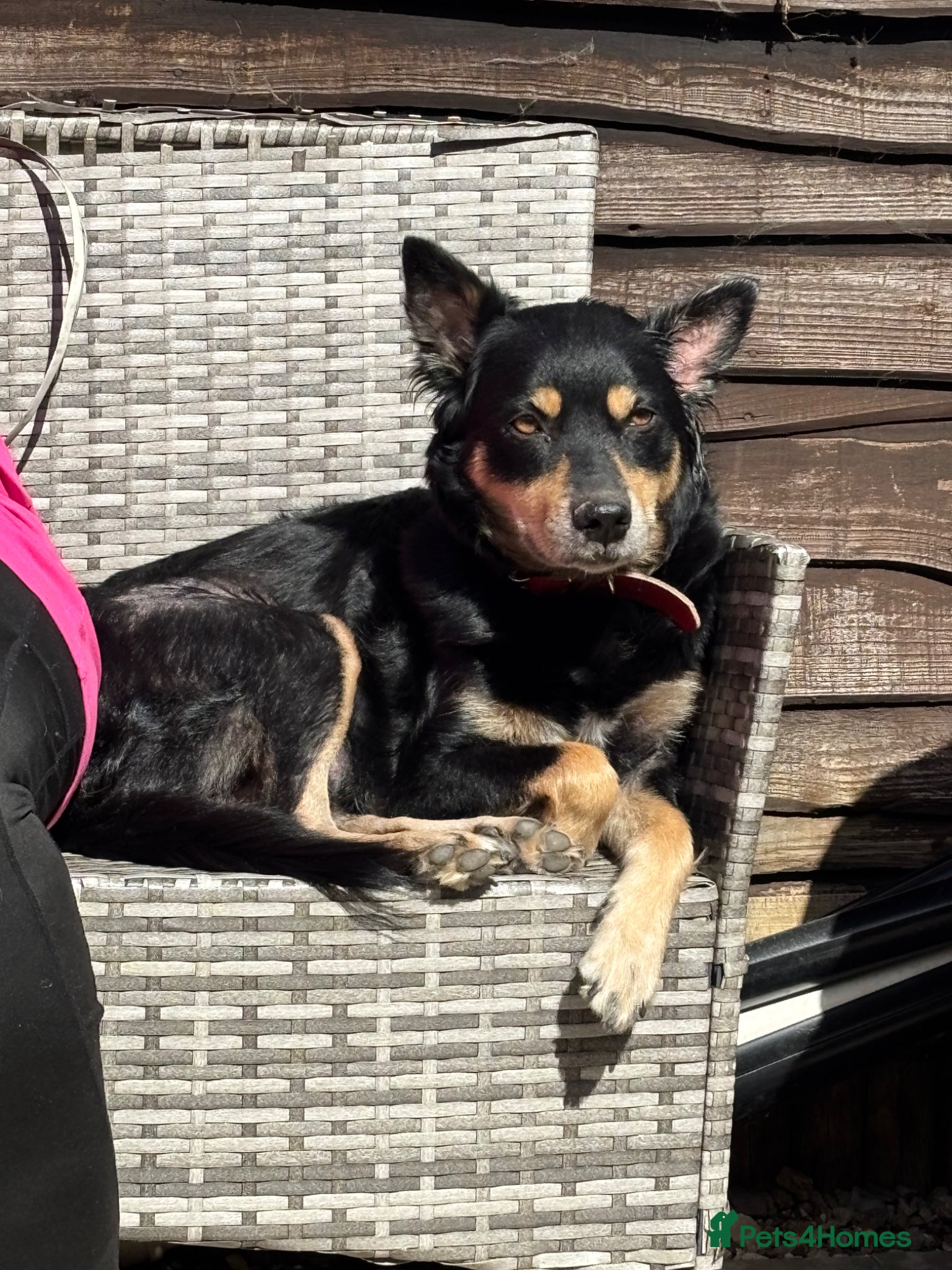 Mixed Breed dogs 10 week old male German shepherd x border collie  - Advert 2